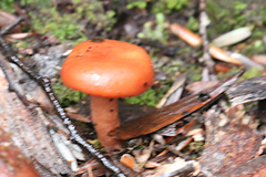 Lactarius eucalypti