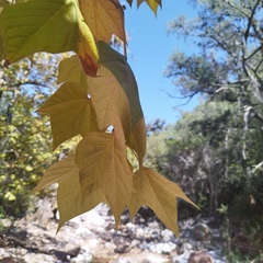 Platanus mexicana