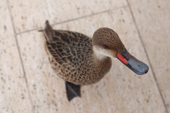Anas bahamensis galapagensis