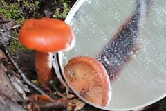 Lactarius eucalypti