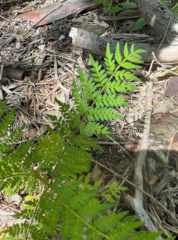 Jacaranda mimosifolia