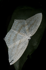 Acropteris ciniferaria