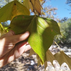 Platanus mexicana