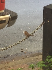 Passer domesticus
