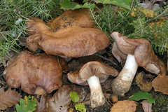 Phlegmacium balteatocumatile