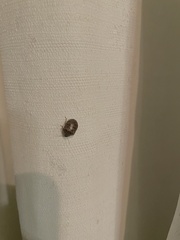 Diolcus chrysorrhoeus