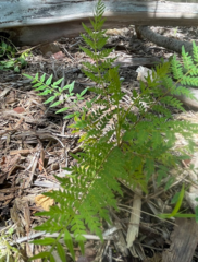 Jacaranda mimosifolia