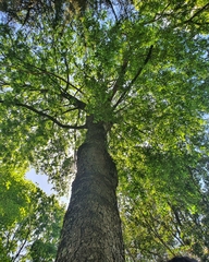 Nothofagus obliqua