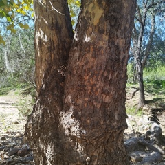 Platanus mexicana