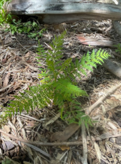 Jacaranda mimosifolia