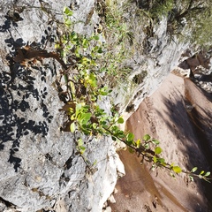 Bursera schlechtendalii