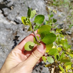 Bursera schlechtendalii