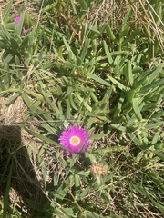 Carpobrotus rossii