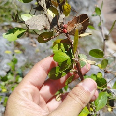 Bursera schlechtendalii