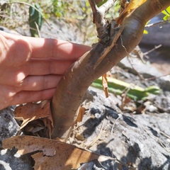 Bursera schlechtendalii