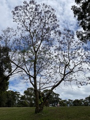 Jacaranda mimosifolia