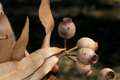 Corymbia