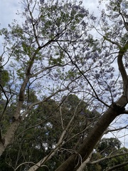 Jacaranda mimosifolia