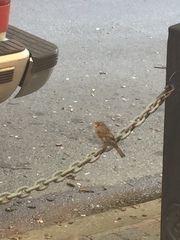 Passer domesticus