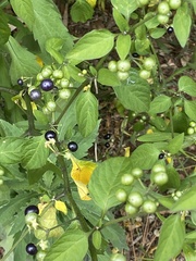 Solanaceae