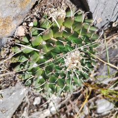 Mammillaria magnimamma