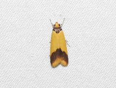 Heteroteucha dichroella