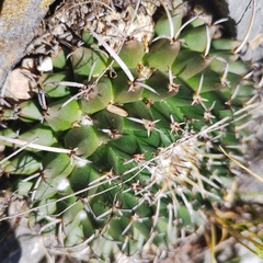 Mammillaria magnimamma