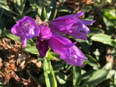 Penstemon cardwellii