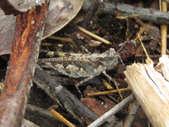 Pycnostictus seriatus