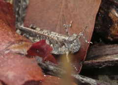 Pycnostictus seriatus