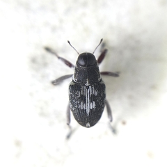 Conoderinae