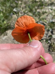 Papaver