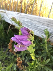 Penstemon cardwellii