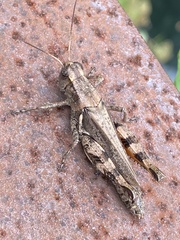Melanoplus ponderosus