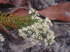 Platysace ericoides