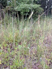 Andropogon virginicus virginicus