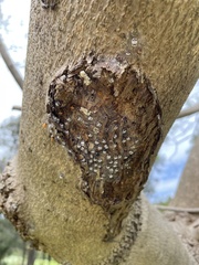 Apolinus lividigaster