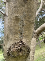 Apolinus lividigaster