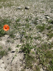 Papaver