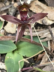 Chiloglottis triceratops