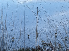 Calidris alpina