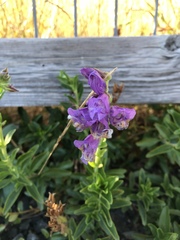 Penstemon cardwellii