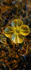 Oenothera affinis
