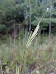 Andropogon virginicus virginicus