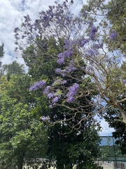 Jacaranda
