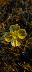 Oenothera affinis