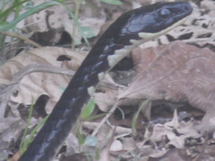 Chironius laevicollis