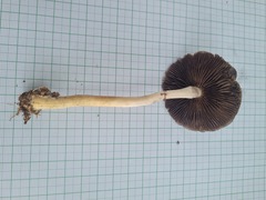 Psilocybe cubensis