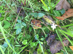 Juncus brachycephalus