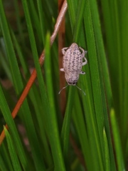 Artipus